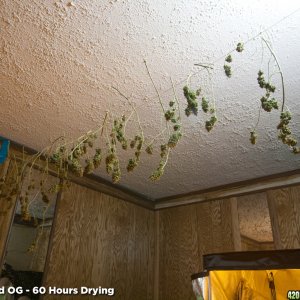 Deadhead OG Harvest Drying 60 Hours