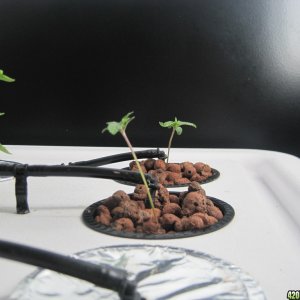 Blue Mystic seedlings 14 days from seed