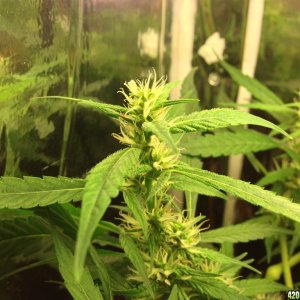 Kali Mist Clone Straight to Flower