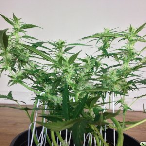 Kali Mist Clone Straight to Flower