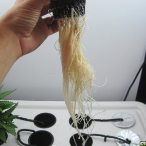 White widow roots