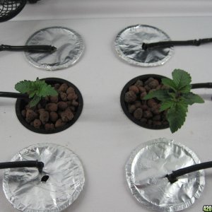 Blue Mystic seedlings 17 days from seed