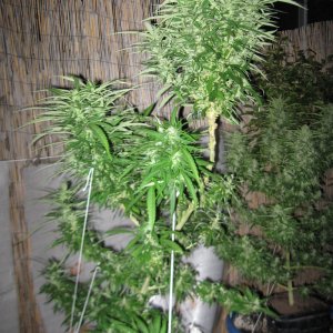 Master Kush, Wonder Woman & Skunk #1