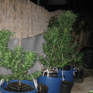 Master Kush, Wonder Woman & Skunk #1