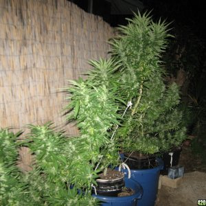 Master Kush, Wonder Woman & Skunk #1