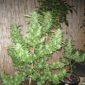 Master Kush, Wonder Woman & Skunk #1