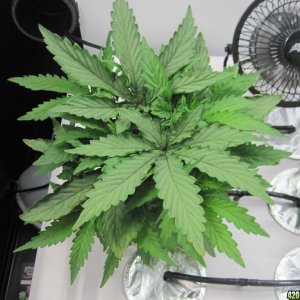 Master Kush 30 days from seed