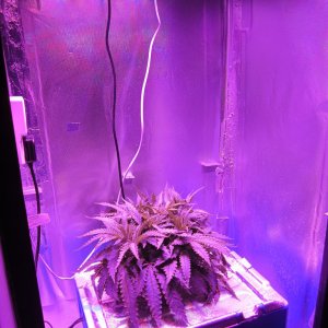 Super Lemon Haze LED Grow