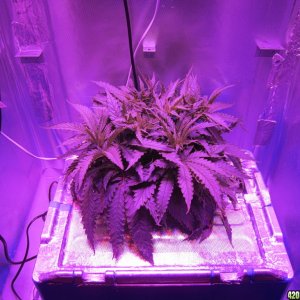 Super Lemon Haze LED Grow