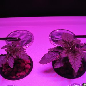 Blue Mystic seedlings 20 days from seed