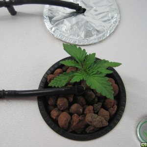 Master Kush seedling 20 days from seed