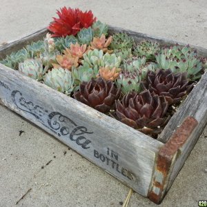 succulent garden