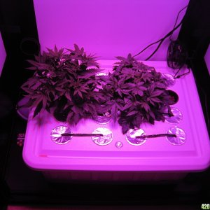 Master kush and white widow 33 days from seed