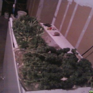 Afgan Kush trimming 1 2010