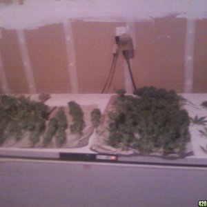 Afgan Kush trimming 2 2010