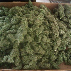 Blue Dream 1lb harvest one plant 2012