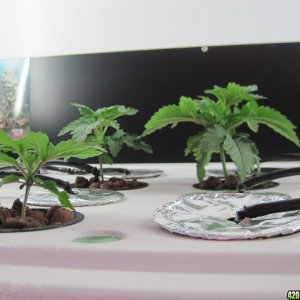 Blue Mystic seedlings 23 days from seed