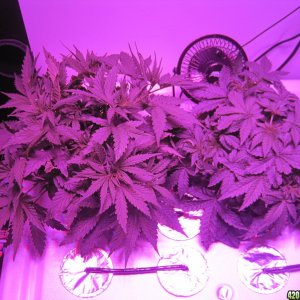 Master kush and white widow 34 days from seed