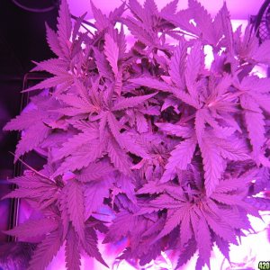 Master kush 34 days from seed