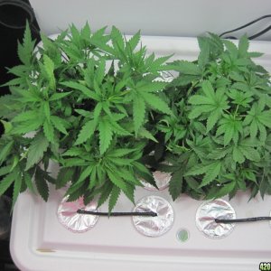 Master kush and white widow 34 days from seed