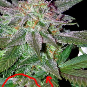 DSC_3303_bud_pm