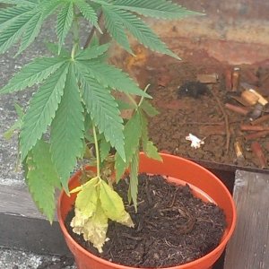 Plant 1 Easy Sativa