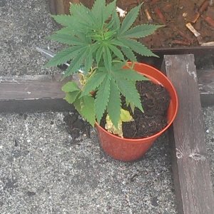 Plant 1 Easy Sativa