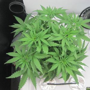 Master kush and white widow 35 days from seed