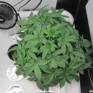 Master kush and white widow 35 days from seed