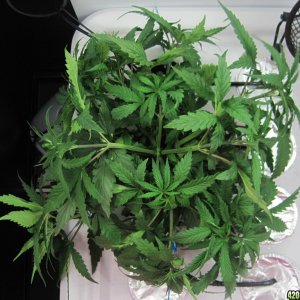 Master kush and white widow 35 days from seed