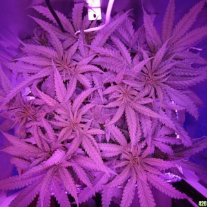 Super Lemon Haze LED DWC