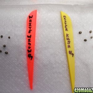 Paper Towel Germination