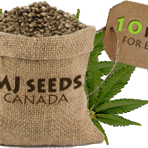 MJ Seeds Canada