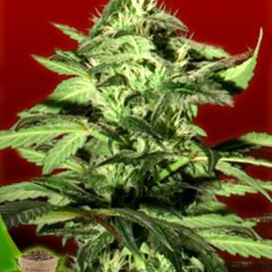 MJ Seeds Canada