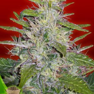 MJ Seeds Canada