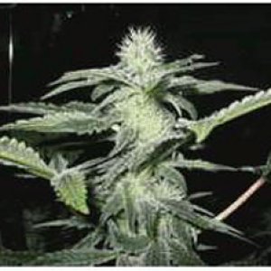 Autoflowering Feminized Cannabis Seeds Bank