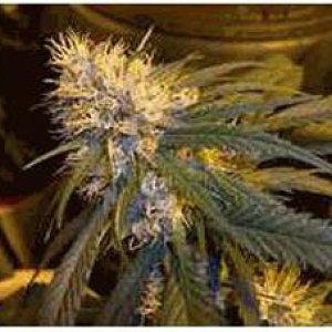 Autoflowering Feminized Cannabis Seeds Bank