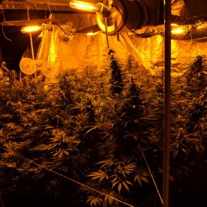 Tent 1 (AK / Rus / CH) Just before Harvest