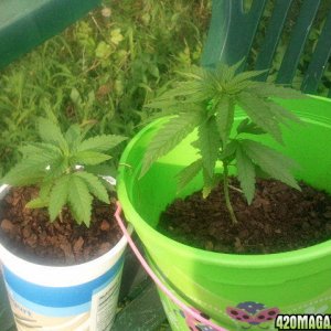 outside grow