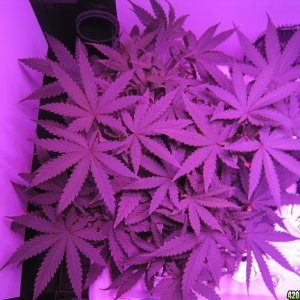 Master kush and white widow 39 days from seed