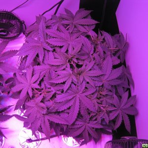 Master kush and white widow 39 days from seed