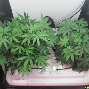 Master kush and white widow 39 days from seed