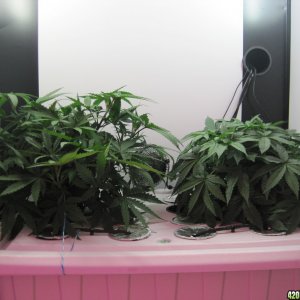 Master kush and white widow 39 days from seed