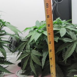 Master kush and white widow 39 days from seed