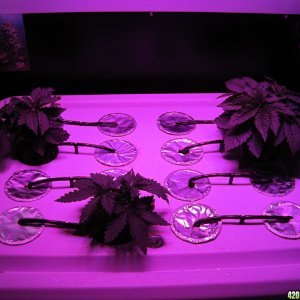 Blue Mystic seedlings 28 days from seed (4 weeks)