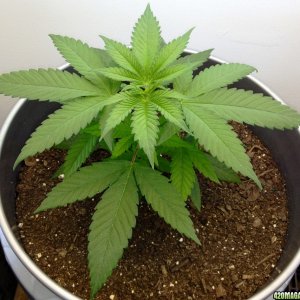 Cannabis Baby