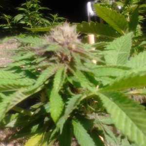 Humboldt Snow and Rhino Kudh 4 weeks along