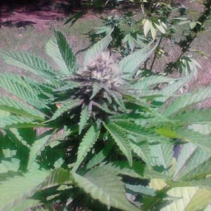 Humboldt Snow and Rhino Kudh 4 weeks along