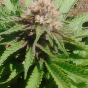 Humboldt Snow and Rhino Kudh 4 weeks along