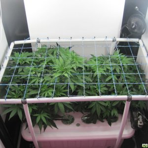 Master kush and white widow clones